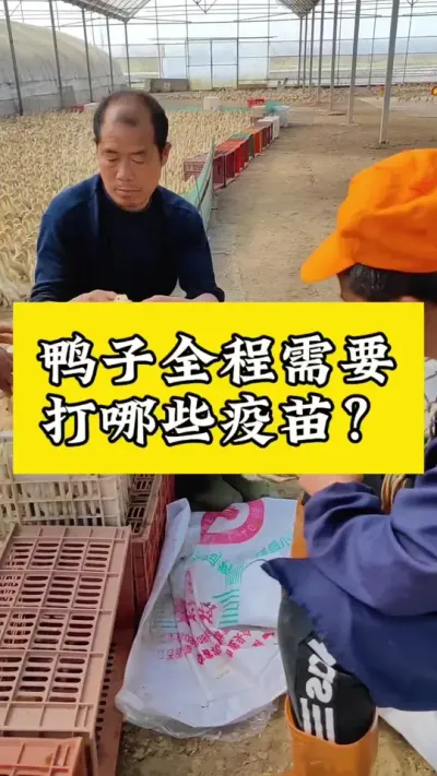 鸭子全程需要打哪些疫苗#养鸭人 #肉鸭养殖 #禽病防治 #养殖技术交流 #养鸭
