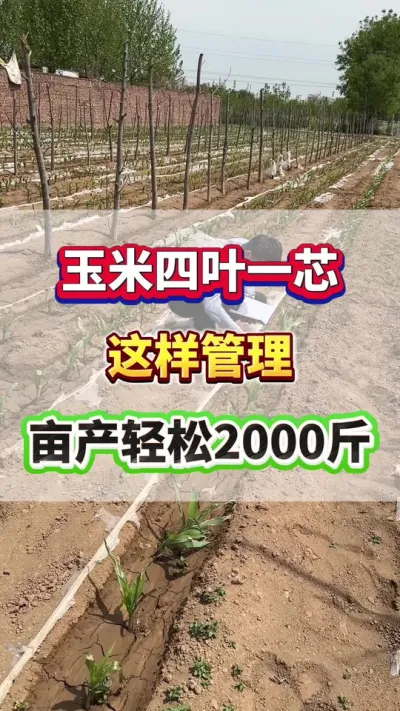 玉米四叶一芯期，这样管理轻松增产增收！#玉米种植 #玉米高产 #玉米种植管理技术  #玉米施肥