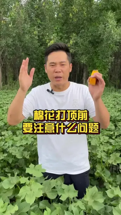 棉花打顶前要注意什么问题？ #打顶 #棉花打顶前 #棉花种植专家讲座 @抖音小助手