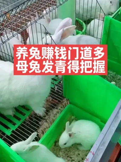 养兔赚钱门道多，母兔发青得把握 #兔子#养殖#三农#养兔