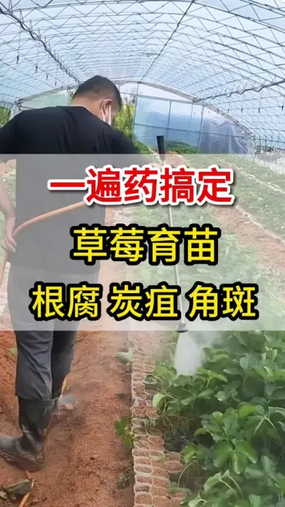草莓育苗各种病，这一瓶一壶水全搞定#三农#草莓#育苗