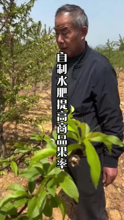 23年移栽的桃树，用自制的水肥，果实口感品质绝对没问题！ #桃树管理 #桃树用肥 #桃树管理技术 #田间地头实操干货 #来抖音学农技