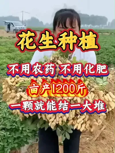 花生种植技术 花生这样种，高产挡不住！ #花生种植 #农业种植 #抖音助农 #三农 #花生