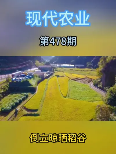 倒立晾晒稻谷 #稻谷收割机 #稻谷 #稻谷收割 #农业种植 #农业知识