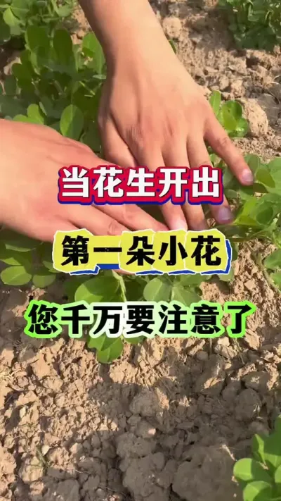 当花生开出第一朵小花，您千万别做错这件事！#花生种植  #花生高产  #花生种植管理技术  #增产增收