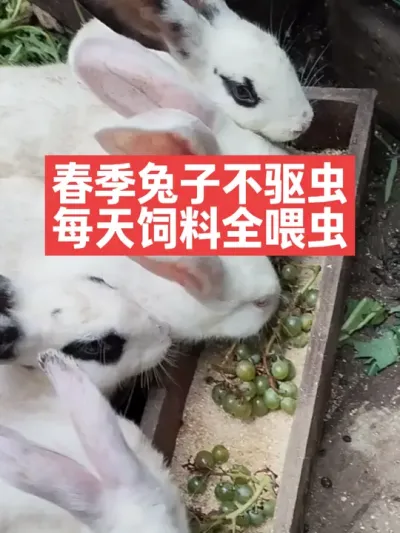 春季兔子不驱虫，每天饲料全喂虫 #兔子#三农#养殖#养兔人#兔子驱虫