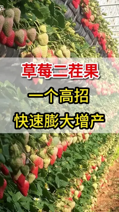 草莓用上它，后几茬果照样又大又多产量高#膨果增甜上色#三农#三农 #草莓种植