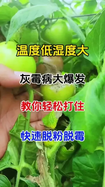 灰霉病专用配方#飞灰霜灭 #灰霉病 #番茄种植 #无限回购的宝藏单品 #病虫害防治