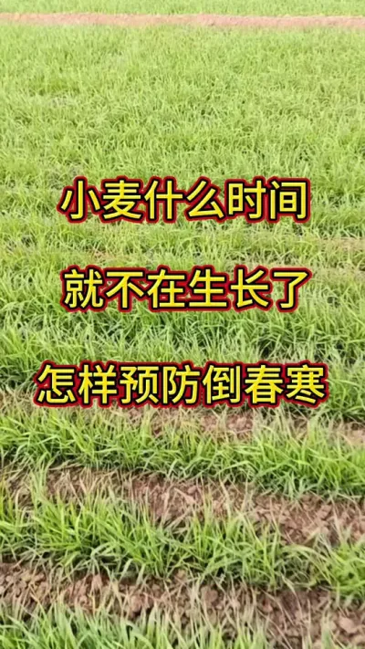小麦防寒抗冻