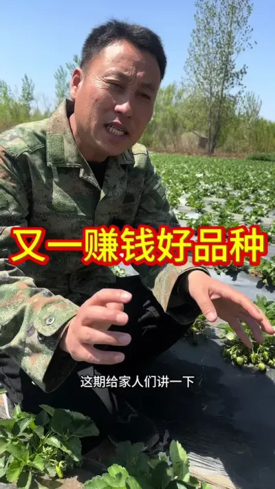 #草莓苗种苗 #草莓种植管理技术和方法 #优质种苗 #服务三农支持三农