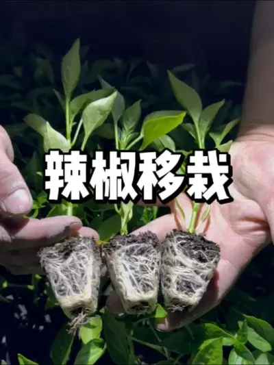 辣椒多少温度可以移栽到露天 #三农 #种植 #农业种植 #种菜