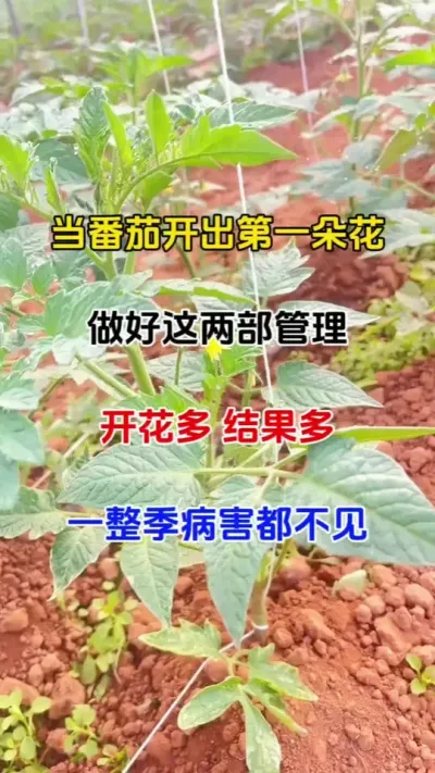 当番茄开出第一朵花，就进入苗期管理关键期，然后这两步，番茄高产无病害#番茄种植 #抖音助农 #病害防治