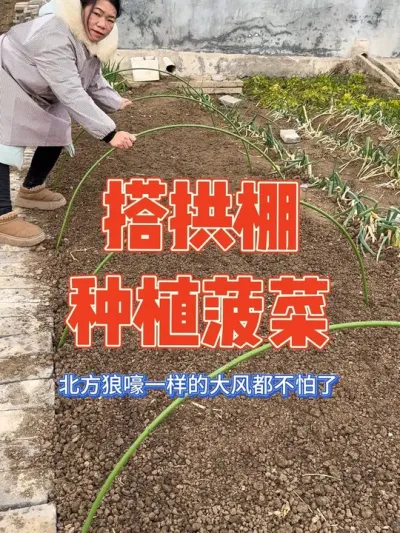 反季节有个暖棚种蔬菜就是划算，零下几度的天气也天天吃新鲜蔬菜，而且还是最爱吃的南方菜，露天种的蔬菜简直惨不忍睹，催芽了菠菜种子赶忙撒上搭拱棚，小菜蹭蹭的发芽 #拱棚支架 #记录真实生活 #蔬菜大棚 #