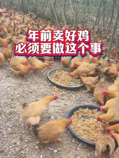 鸡干吃不长越长越越瘦，要做鸡体内外大清洁#养鸡知识#科学养鸡#鸡驱虫 #养鸡技术 #蛋鸡养殖