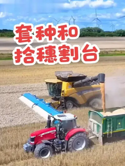 收割套种作物的割台 #小麦割台 #套种技术 #玉米割台改装 #防风固沙 #农机视频 @抖音小助手