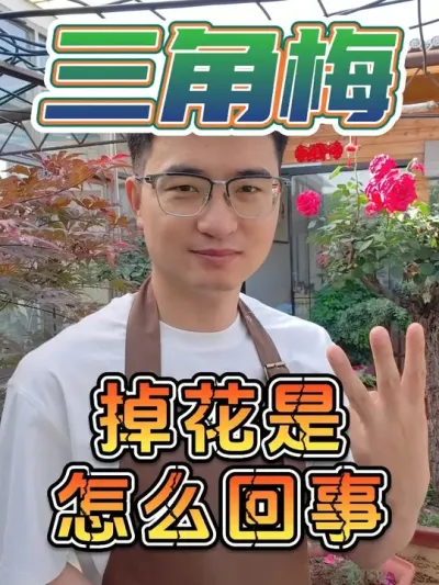 三角梅掉花是怎么回事？#养花  #三角梅  #掉花