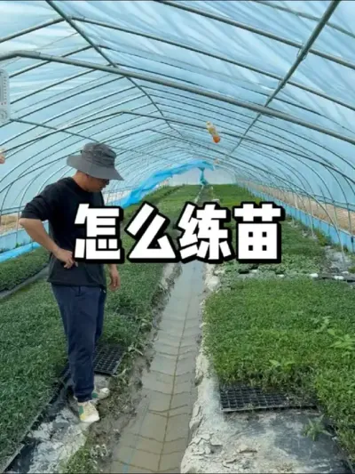 作物练苗有什么好处，小苗如何适应露天环境 #农业种植 #种菜