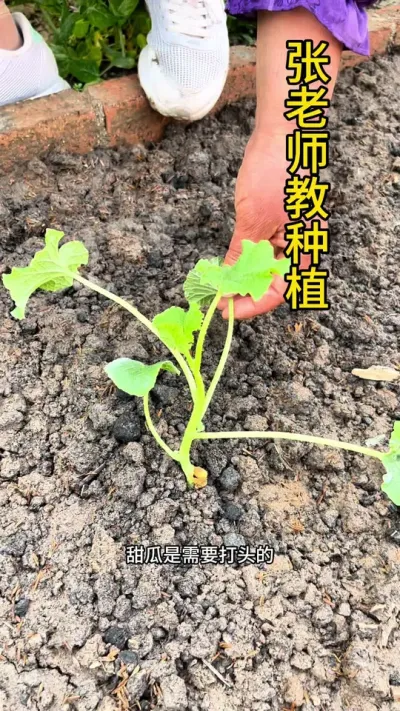 甜瓜打了头，力气大如牛#农业种植 #种植小技巧 #关注我一起学种菜 #甜瓜种植