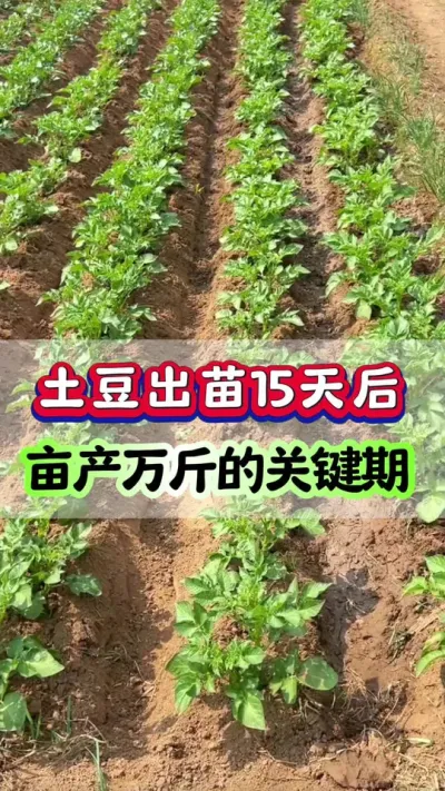 土豆出苗15天后是亩产万斤的关键#土豆种植 #土豆高产种植 #马铃薯 #洋芋 #土豆🥔