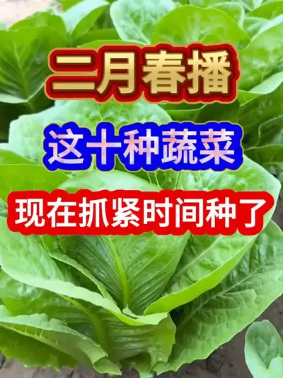 二月春播这十种蔬菜现在抓紧时间种了 #蔬菜种植 #服务三农支持三农 #农业种植 #抖音助农 #关注我一起学种菜