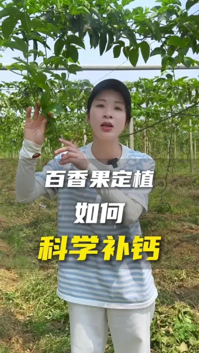 如何科学的去补钙？#百香果 #百香果种植技术 #抖音助农