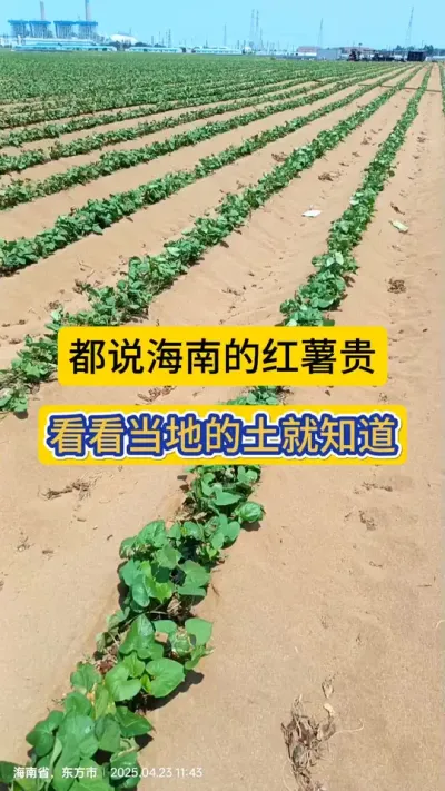 都说海南的红薯贵，当地亲眼看到在这样的粗沙地，红薯苗绿油油的活着，你会真正的感觉这简直就是奇迹！！！#田间地头走一走 #海南红薯 #海南东方 #农业种植 #红薯种植