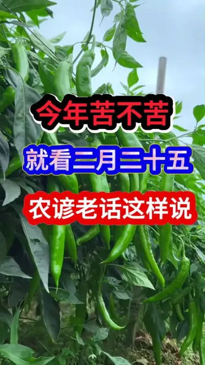 今年苦不苦就看二月二十五农谚老话这样说 #农业种植 #农业谚语 #农谚 #农谚老话 #服务三农支持三农