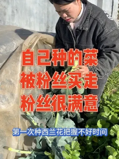 自己种了好多种蔬菜，长势很好迎来大丰收，女主笑的合不拢嘴，全部被粉丝看上，拗不过粉丝要求大中午到菜地采摘打包，结果粉丝收到表示很满意#丰收的季节 #蔬菜种植 #强迫症治愈系 #种植小技巧 #我的小菜园