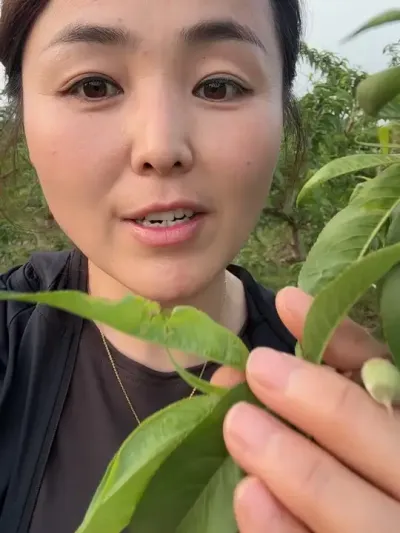 #果树管理技术 #分享农业知识帮农民增产增收 #分享农业知识帮农民增产增收