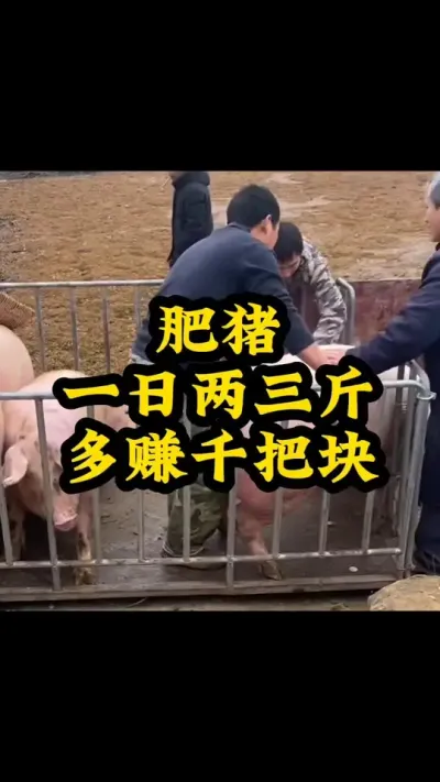 #养猪人