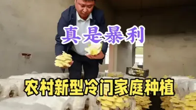 农村种植新机遇，100平方8个月收入10万元，成本只需3万 #农村致富好项目 #农村小成本创业项目推荐 #返乡创业新农人 #鸡油菌