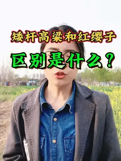 矮杆高粱和红缨子高粱的区别是什么？种高粱选什么品种比较好？高粱品种之间的区别#高粱种植 #高粱 #高粱种植技术 #三农 #农业