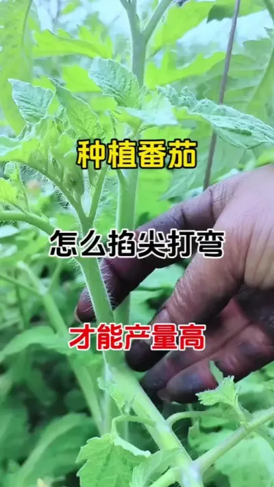 番茄怎么掐尖打茬，才能产量高#西红柿种植 #种植小技巧 #抖音助农