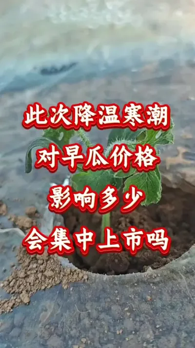 西瓜种植 此次降温寒潮对早瓜价格影响多少会集中上市吗#西瓜种植 #西瓜管理#西瓜高产