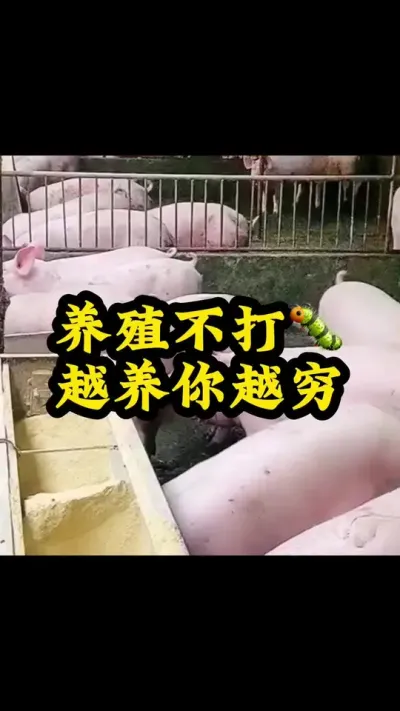 #猪喂什么饲料长得最快 #每天分享实战养猪经验 #养猪技术小知识 #猪饲料 #养猪知识