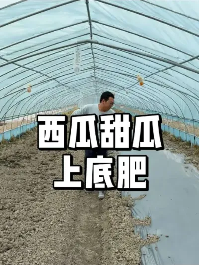 种西瓜甜瓜怎么施肥 