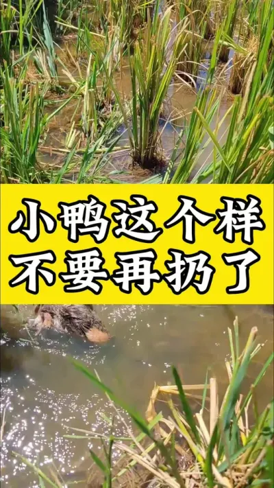 小鸭这个样，不要再扔了#肉鸭养殖 #养殖技术交流 #禽病技术指导 #养鸭人 #养鸭