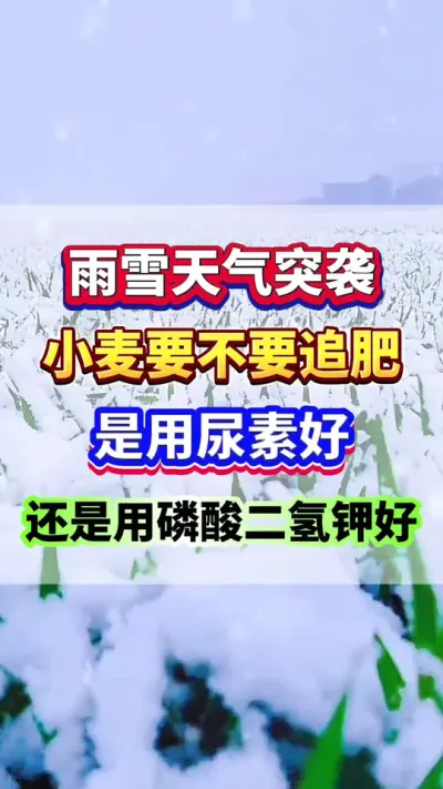 雨雪天气突袭，小麦还要不要追肥？是用尿素好？还是用磷酸二氢钾好？#小麦追肥 #小麦高产 #小麦种植#小麦种植管理技术