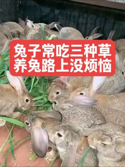 兔子常吃三种草，养兔路上没烦恼 #兔子#三农#养殖#养兔#养兔人