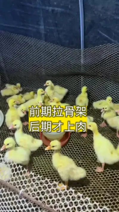 #肉鹅养殖 #养鹅技术 #养鹅流程 #蛋鹅