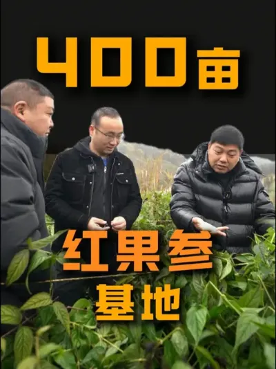 文山&middot;马关400亩红果参基地#红果参 #农业种植 #水肥一体化#抖音助农