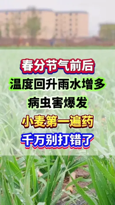 春分节气前后，温度回升高温高湿，病虫害大面积爆发，小麦第一遍药，千万别打错了！#小麦种植 #小麦高产 #小麦种植管理技术 #增产增收