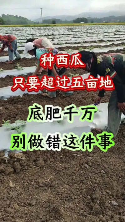 西瓜种植 种西瓜面积只要是超过5亩地底肥千万别做错这件事#西瓜种植 #西瓜管理 #西瓜底肥