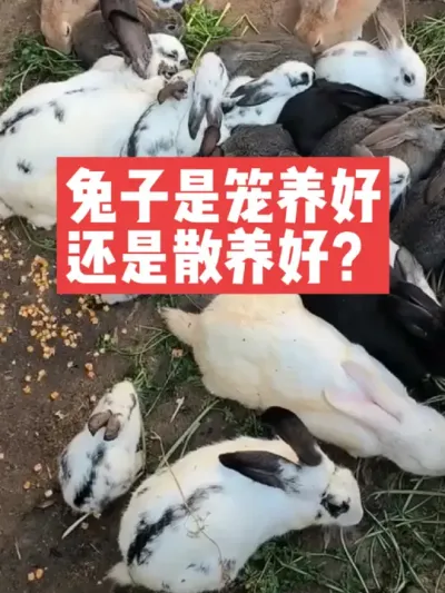兔子是笼养好，还是散养好呢？ #兔子#三农#养殖#养兔子#养兔人