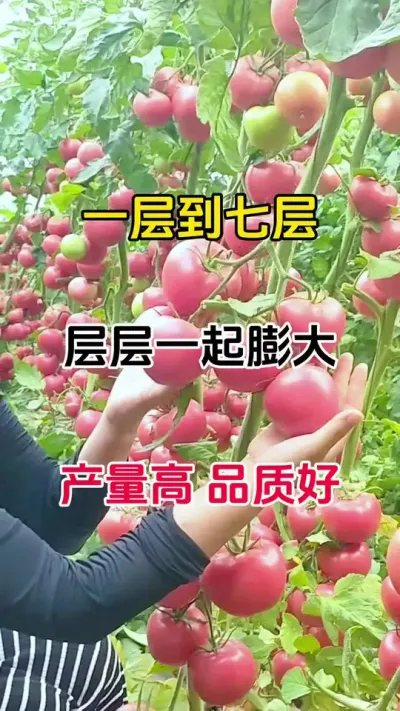 教你如何让您的果实一层又一层，一起膨果，不空果不裂，产量大增#果实膨大秘方 #三农种植#番茄种植