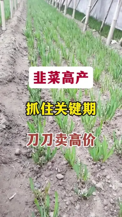 韭菜高产，抓住关键期，刀刀卖高价。#韭菜种植 #韭菜管理 #韭菜高产 #韭菜种植与管理 #韭菜施什么肥根粗