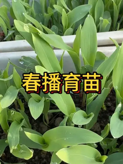 春播育苗要准备开始了 第一批是茄子辣椒番茄，第二批是甘蓝包菜花菜，第三批是豆科类的豆角豇豆#种植小技巧  #我爱种菜  #阳台种菜  #春播育苗 #我的小菜园