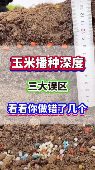玉米播种深度的三大误区！#玉米种植 #玉米高产 #玉米种植管理技术  #玉米播种深度