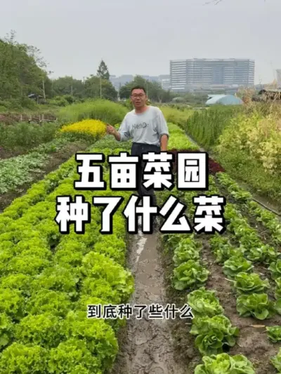 五亩的菜园子，一共种了多少蔬菜 
