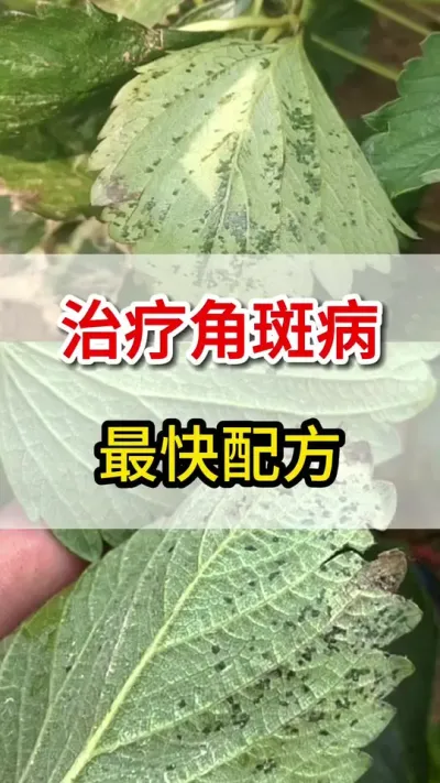 打草莓角斑病，最快特效配方你知道么#三农#角斑病#农业种植